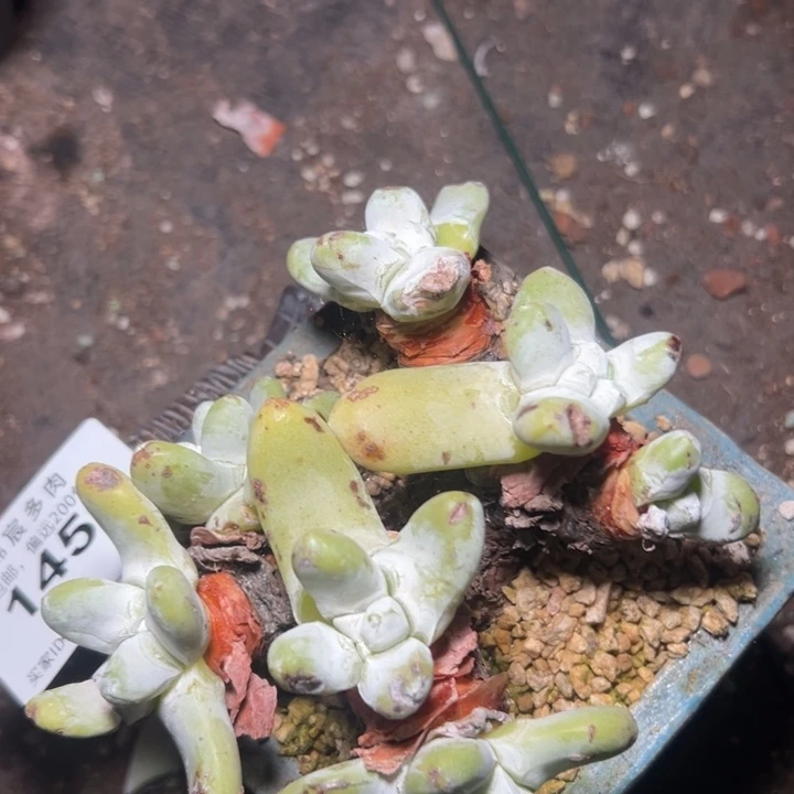 锦宸多肉一物一拍拇指1459