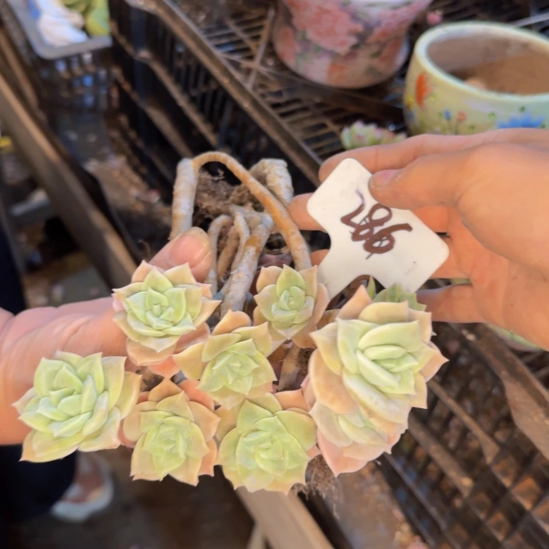 多肉植物的生长发育和