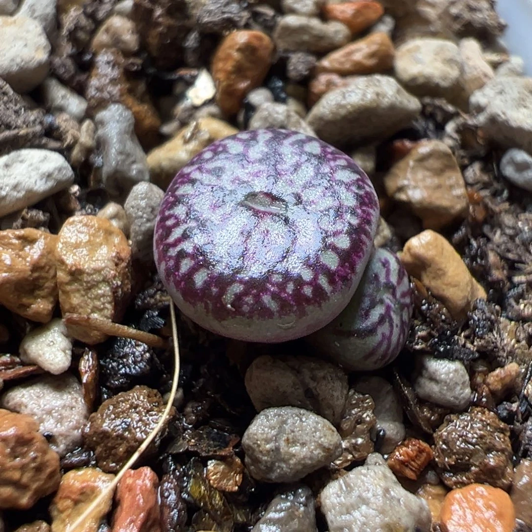 墨杂 异色纹路款 多肉植物