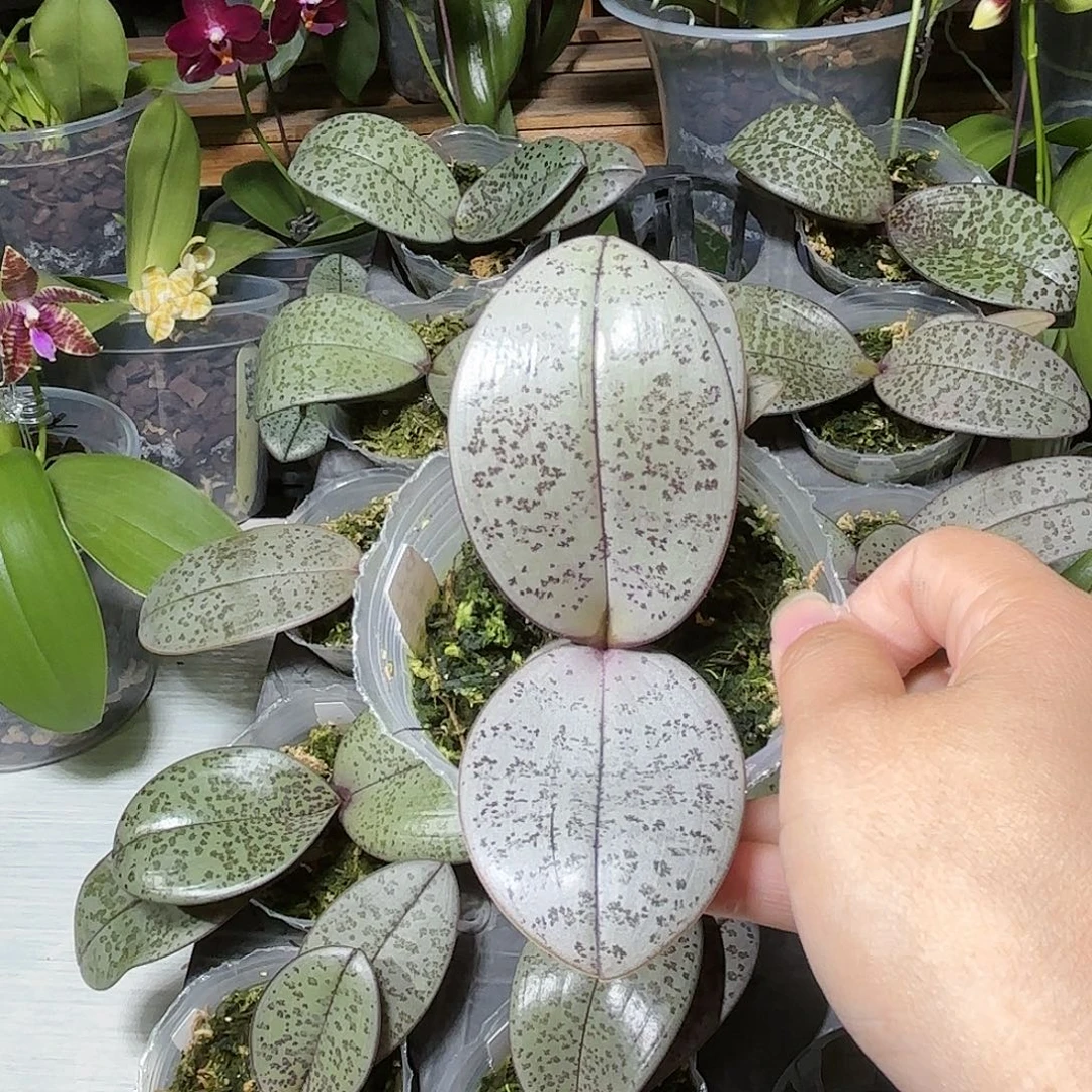 江***哥当前无花栽培后可以开花西交象