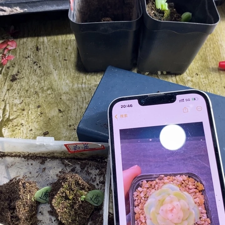 逍遥芽苗一个多肉