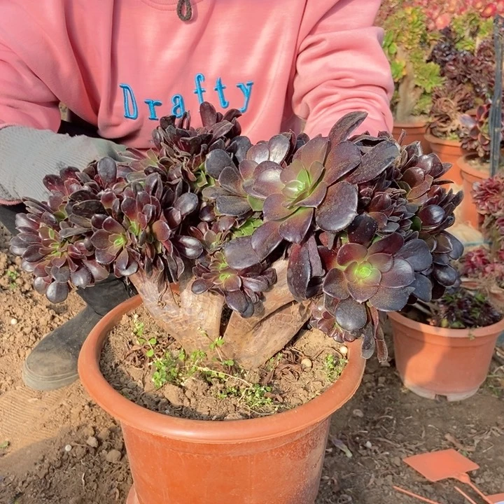 东**莉658欧紫缀化老桩