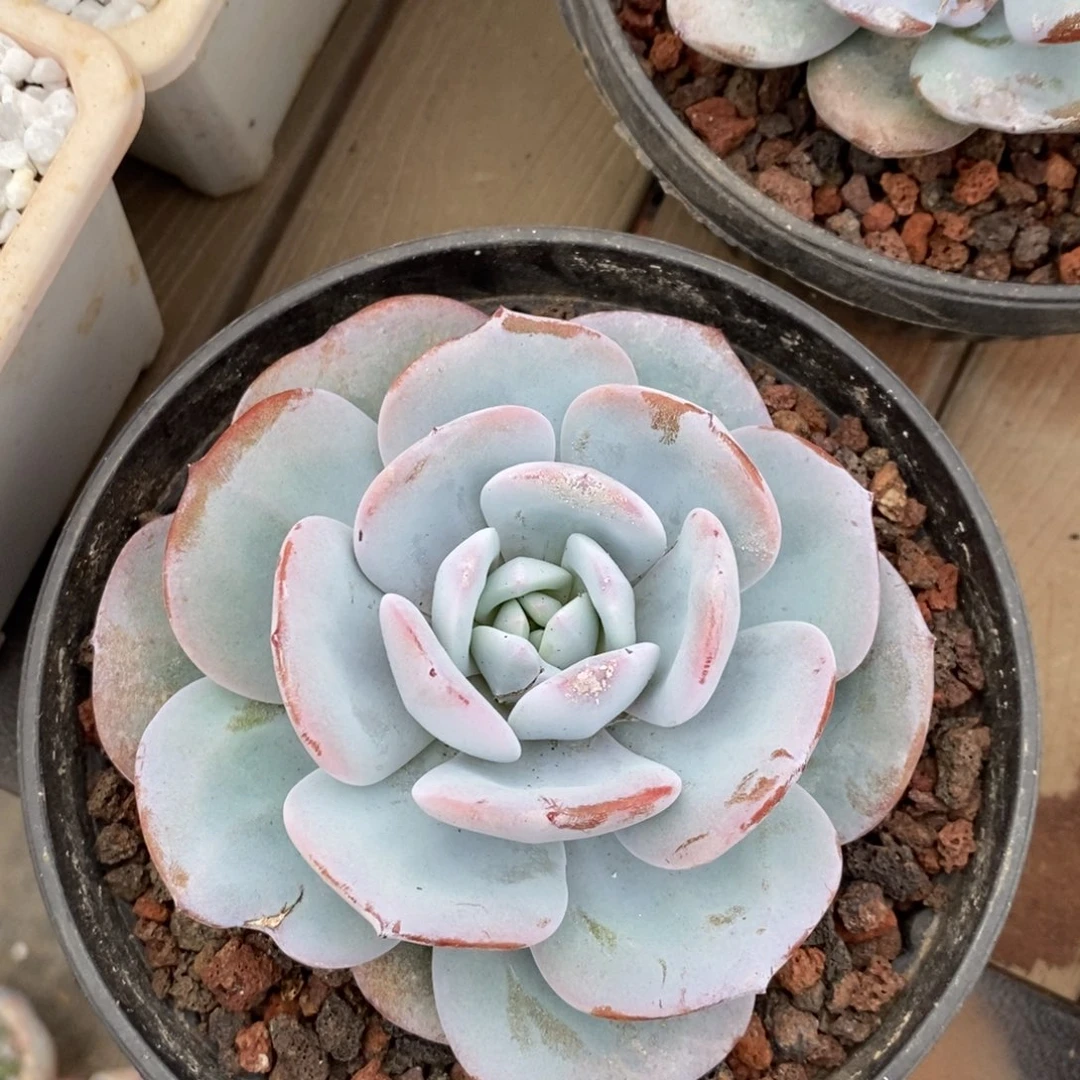 点*哥点点哥奶茶多肉植物盆栽
