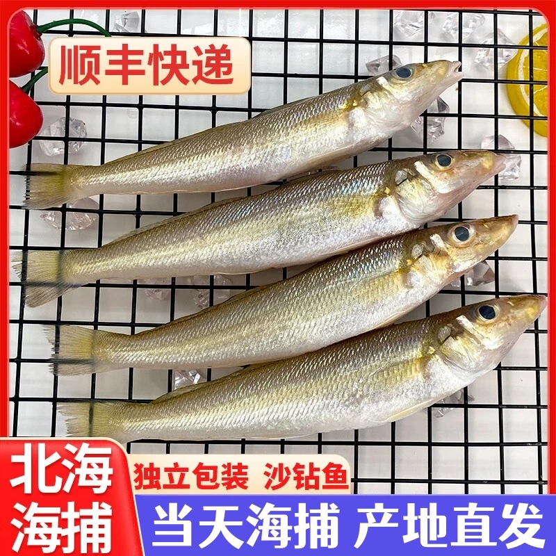 顺丰真空包装3斤野生深海沙尖沙丁沙钻梭子鱼鲜嫩低脂高蛋白美味