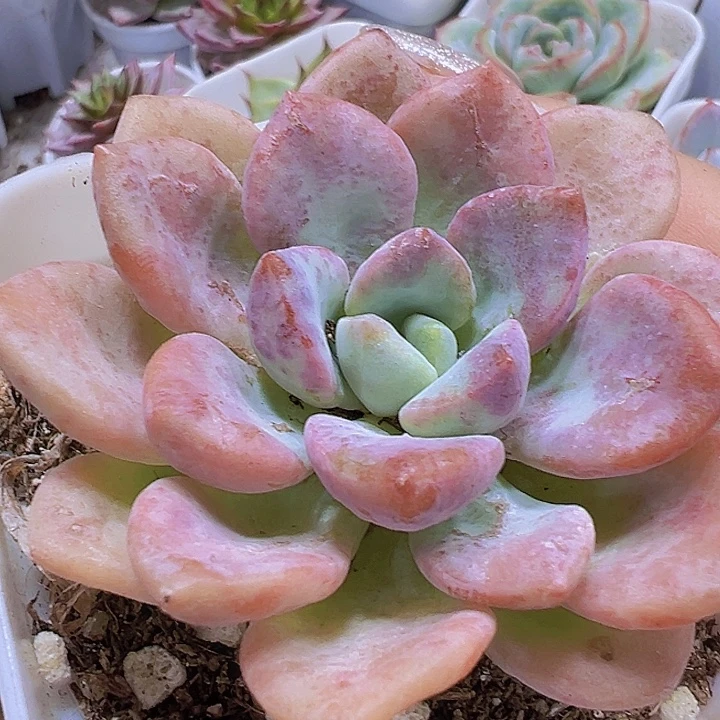 花瓣露19包邮多肉植物