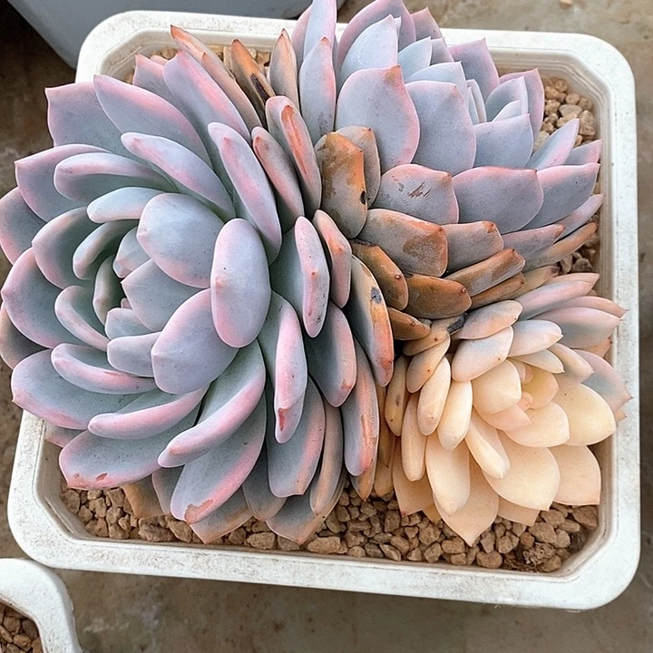 无花朵橙梦露锦群