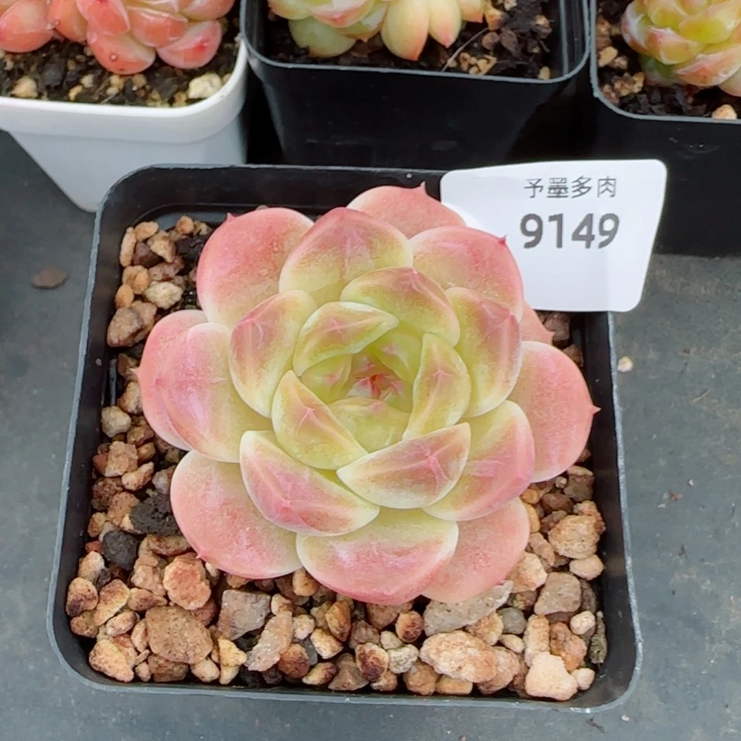 甜橙冰魄，9149多肉植物