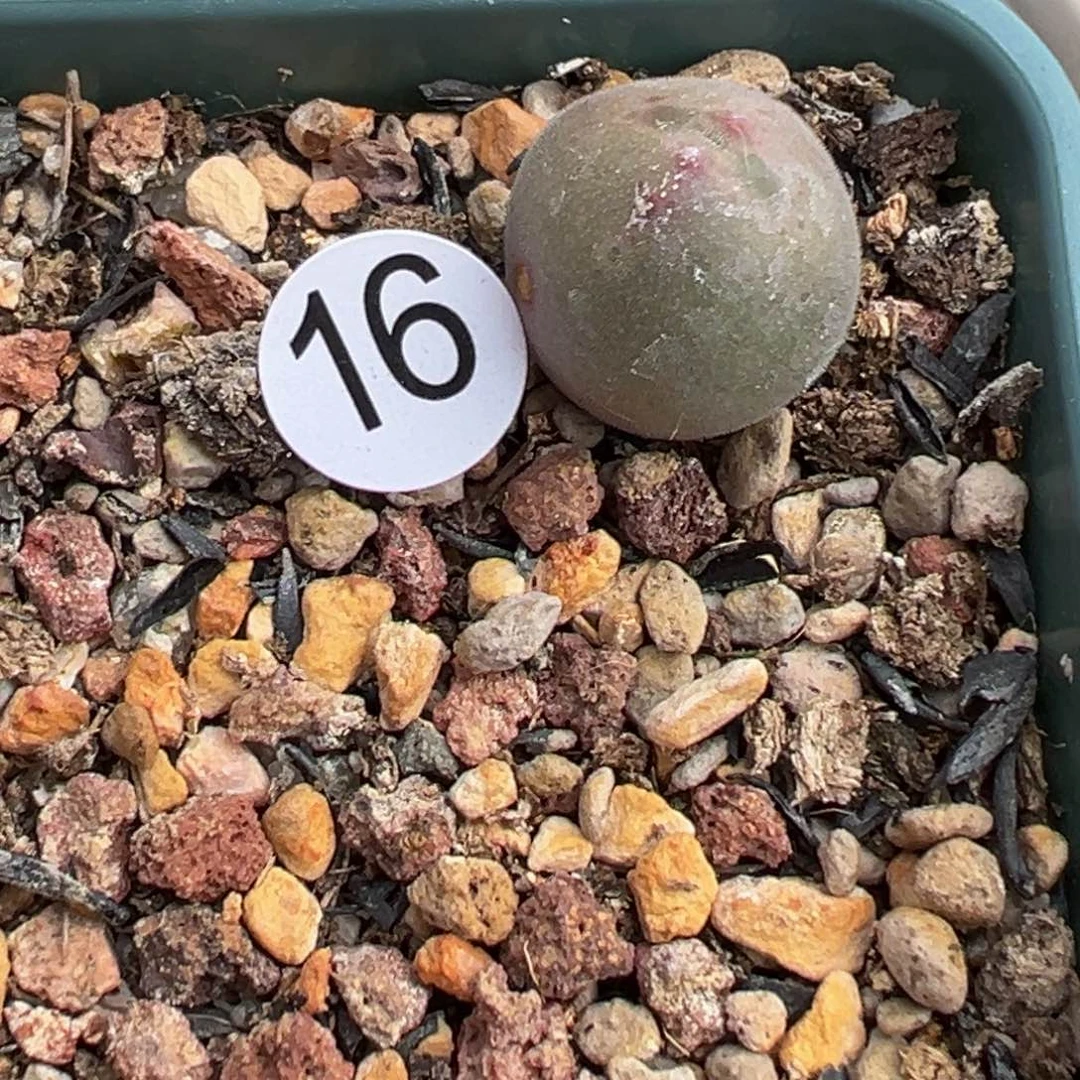 姬**君多肉植物1111111111111111