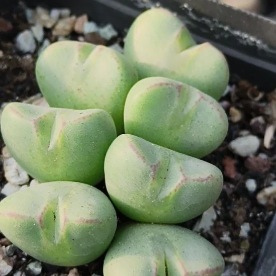 大眼睛少将多肉植物