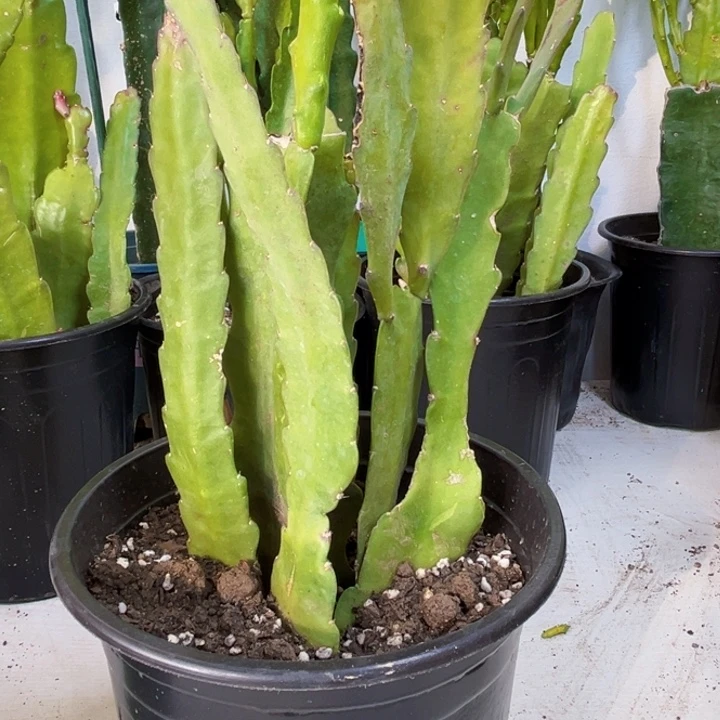 当前无花栽培后可以开花6