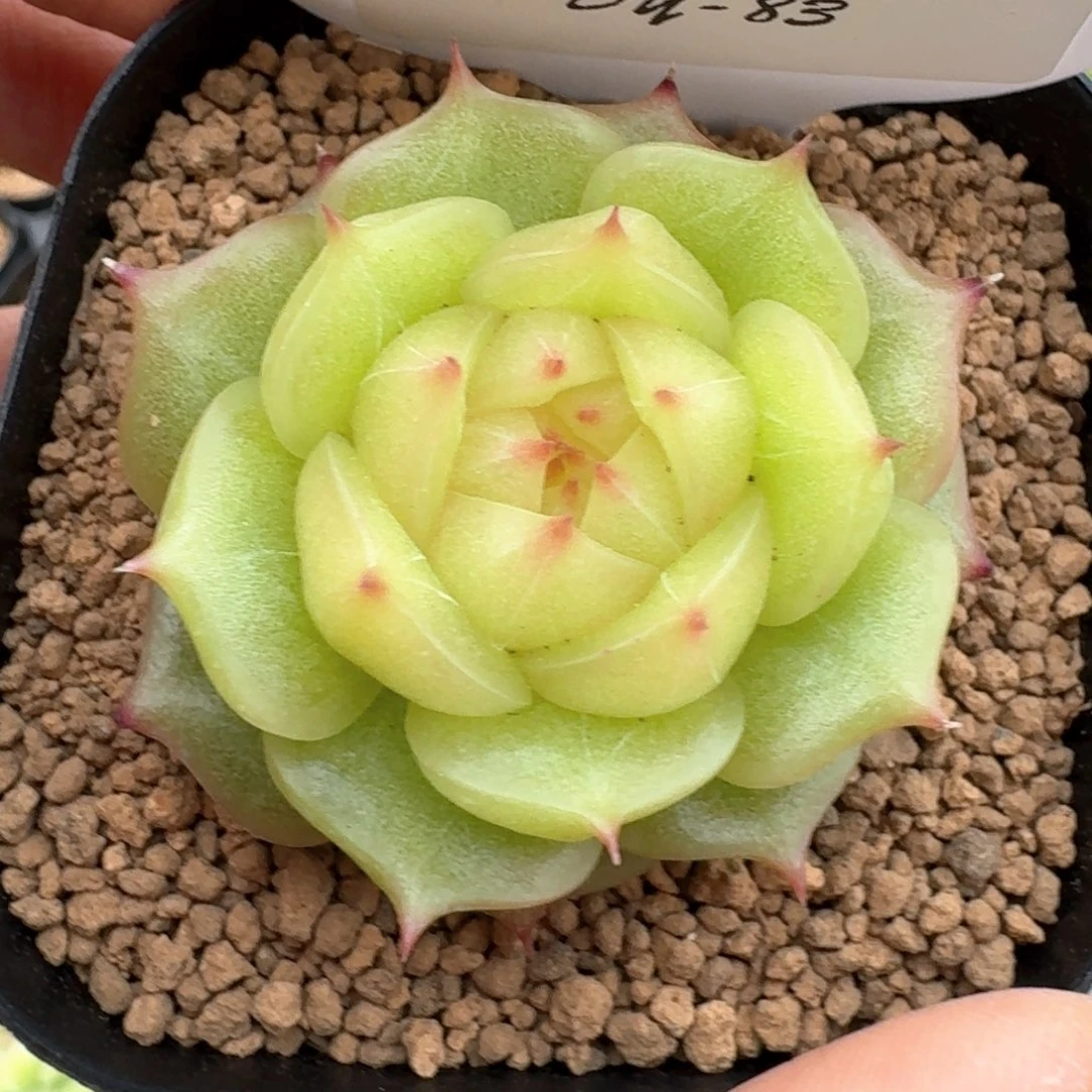 0610-083-编号单头