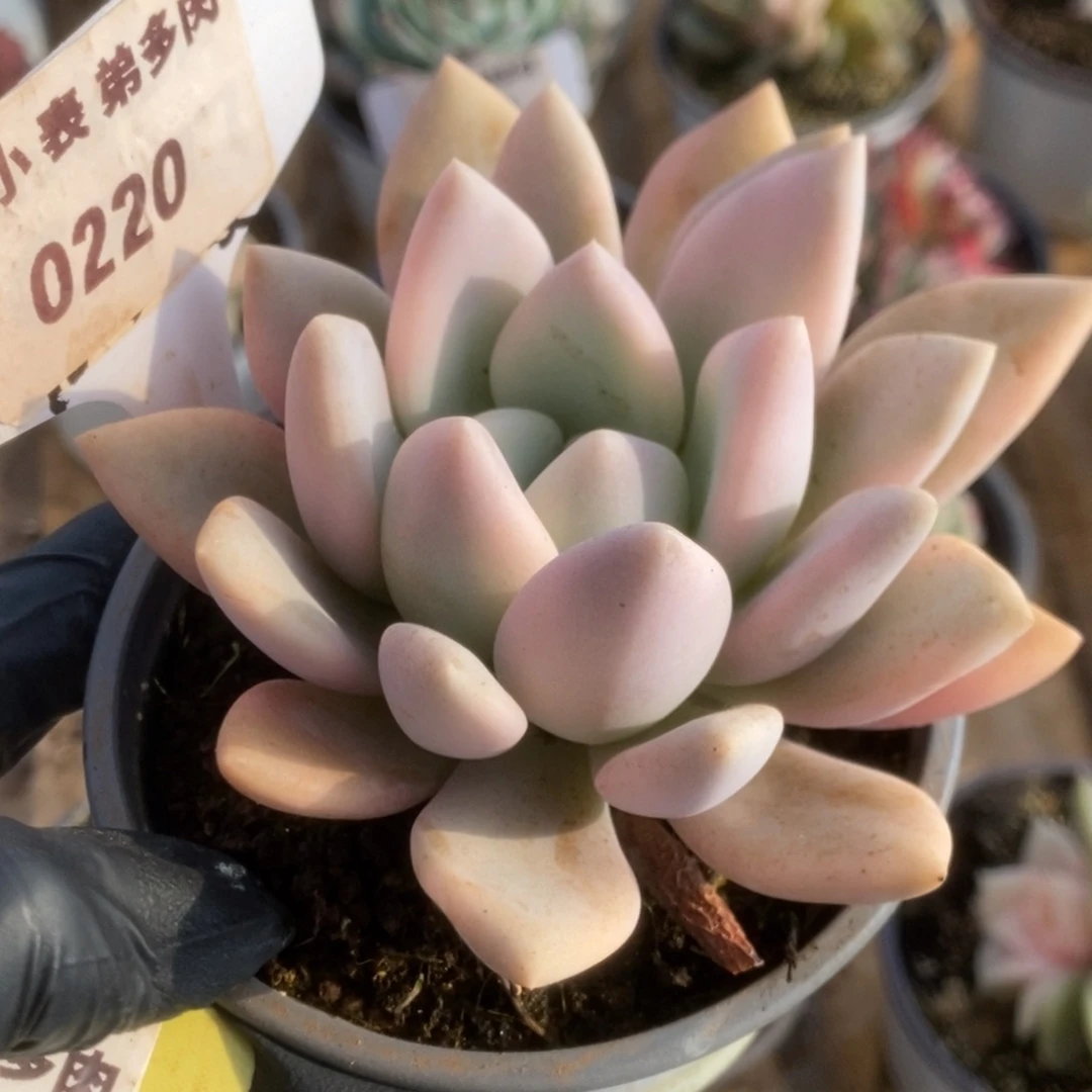 220奥普锦就没锦锦锦锦