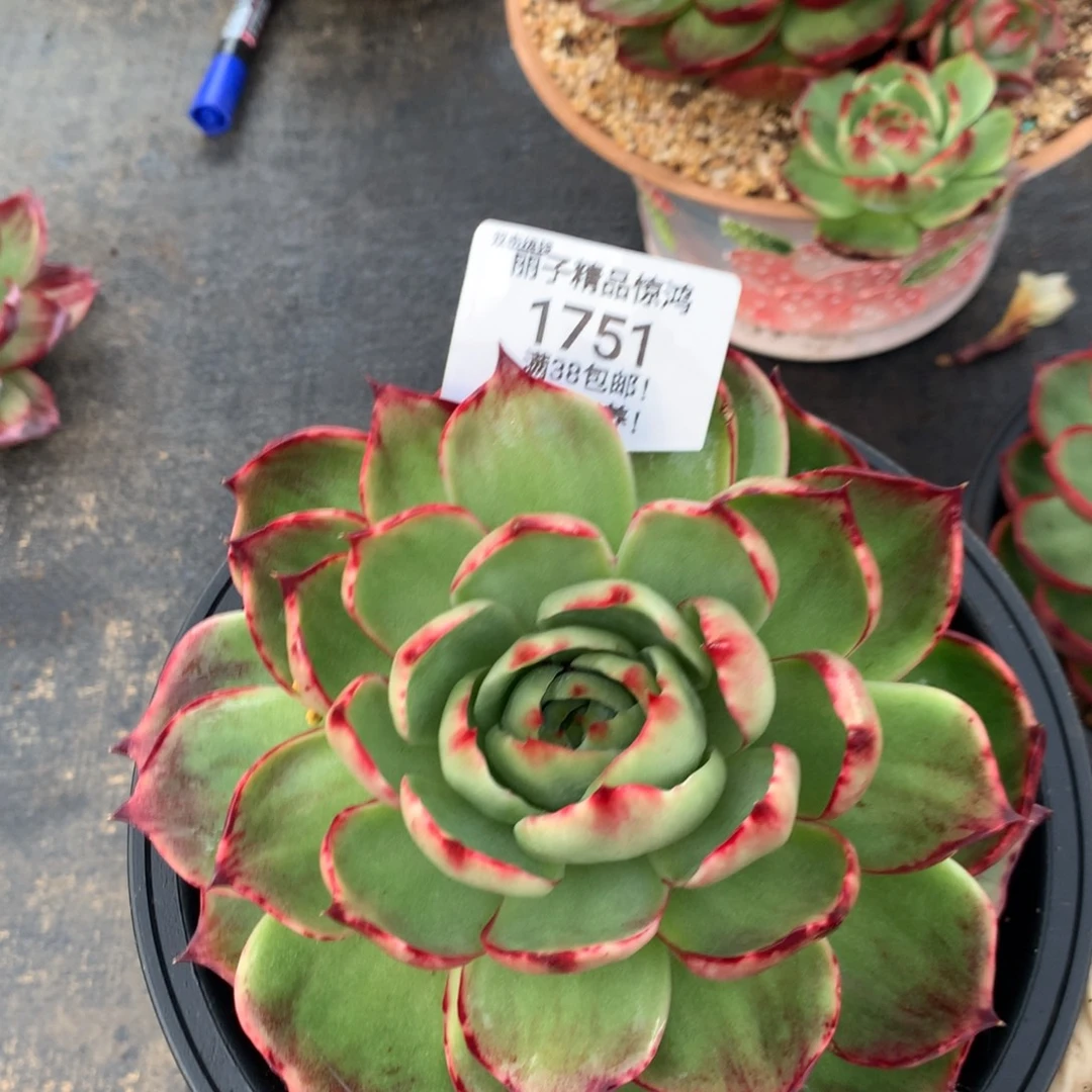 1751号多肉植物惊鸿15