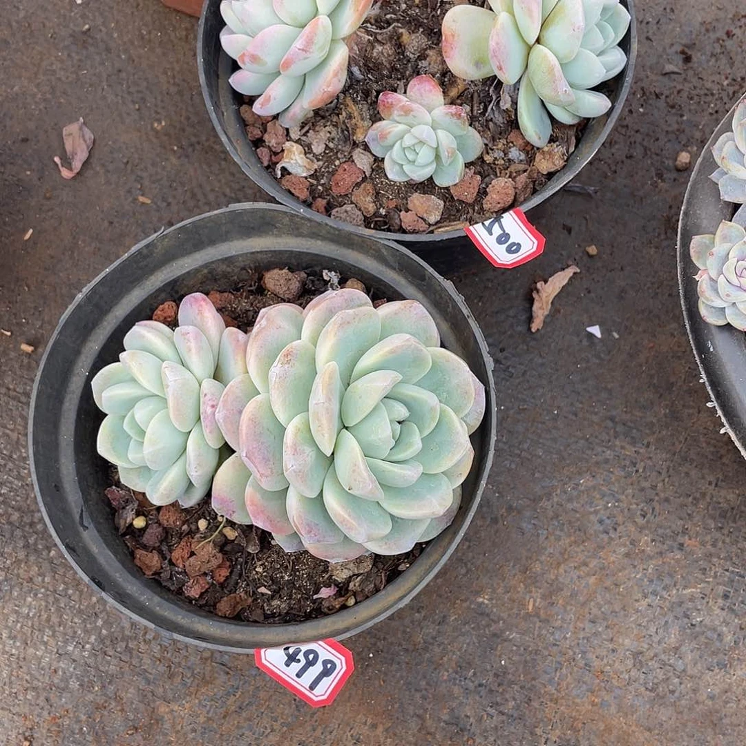 499-500两颗 一物一拍多肉