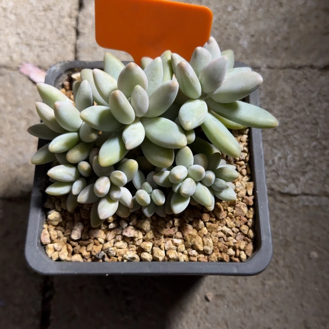 白兰地11111111111111