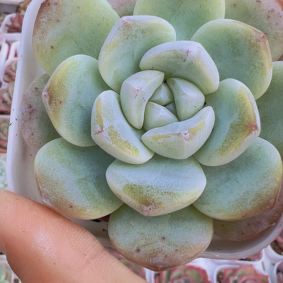 大冰玉19包邮多肉