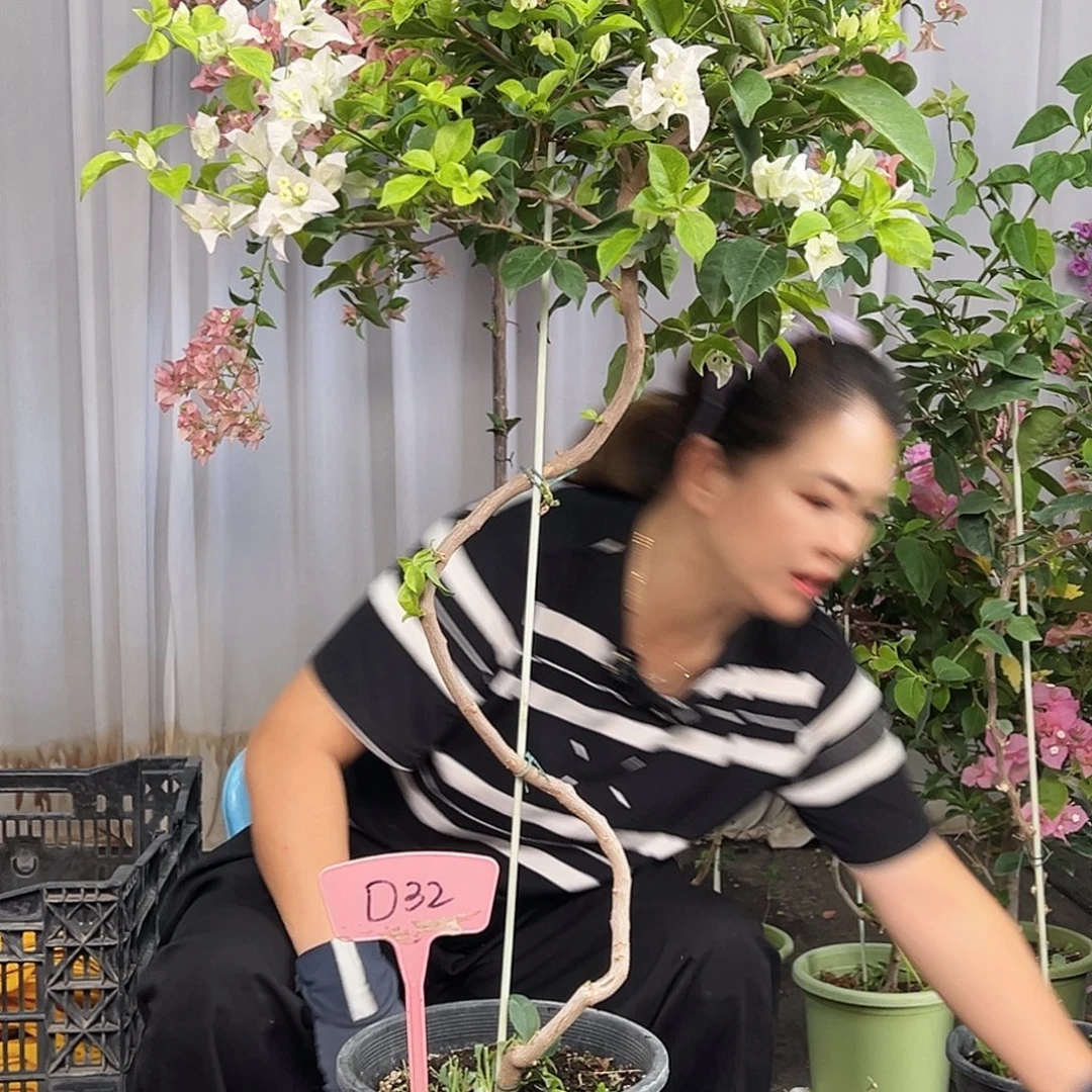 秋***大部分花苞少量开放D32金边丽娜