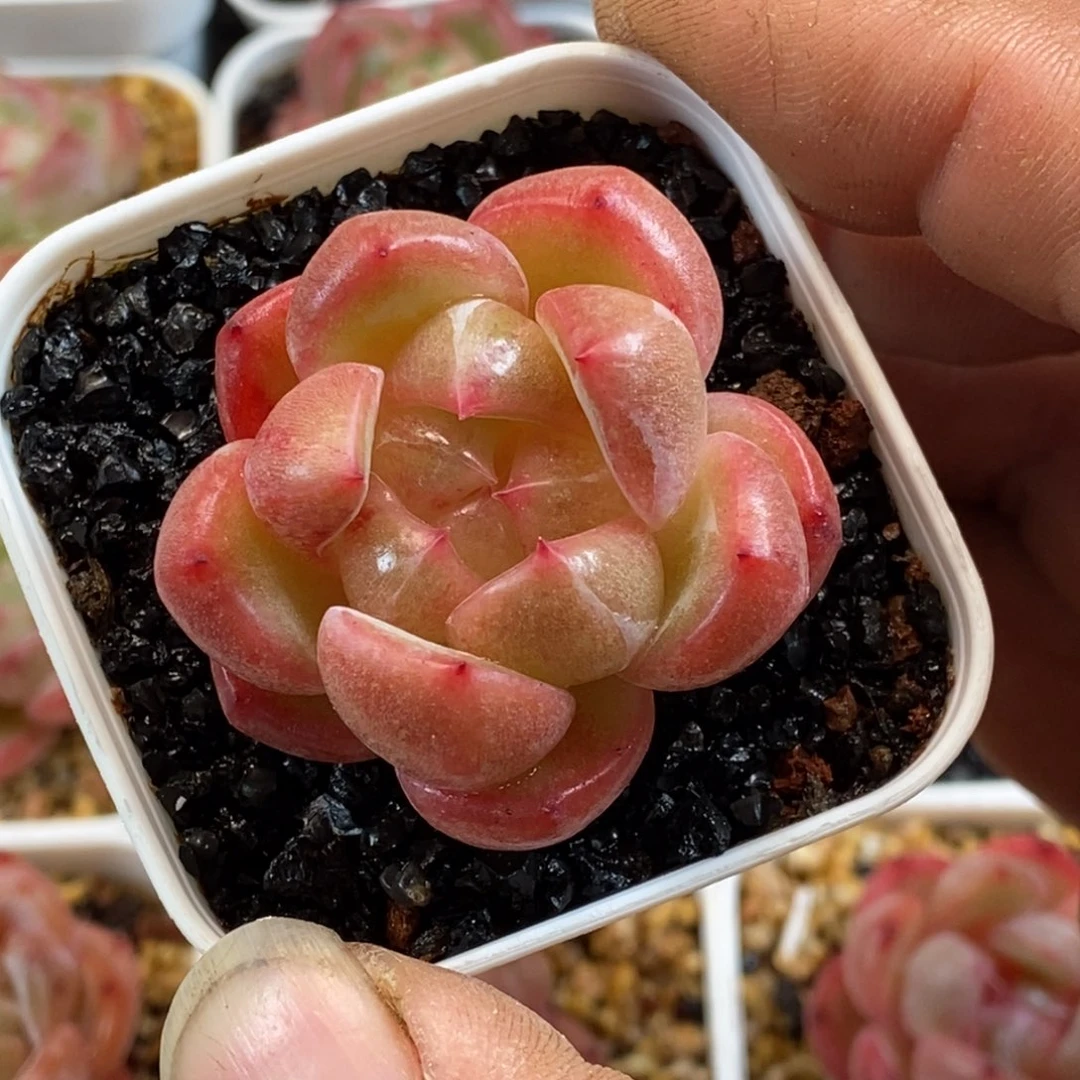 天官赐福百无禁忌