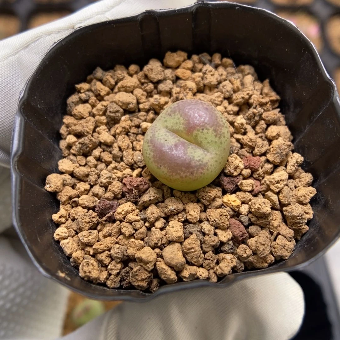 多肉植物肉锥杂交K-3586 墨杂 月牙窗