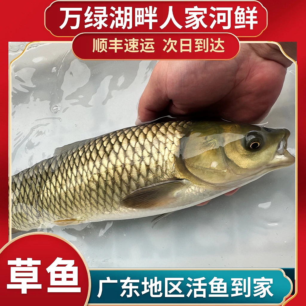 万绿湖原生态 草皖鱼 草鱼 青皖鱼 广东活发 新鲜顺丰到家 淡水鱼