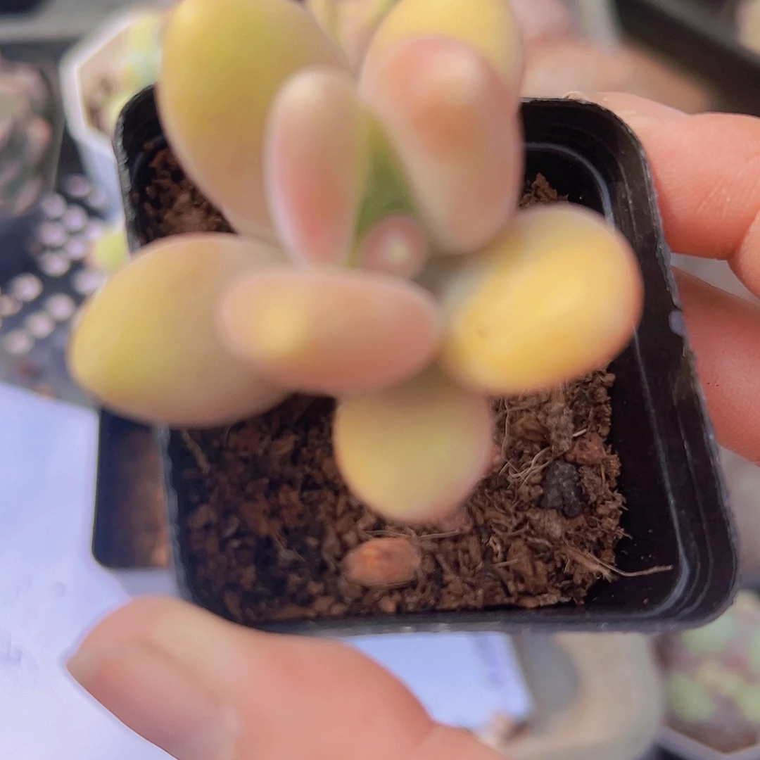 芒果奶多肉植物19包邮