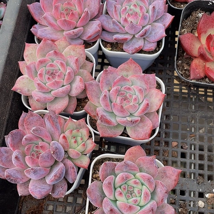 卡宴2.8带盆土发货