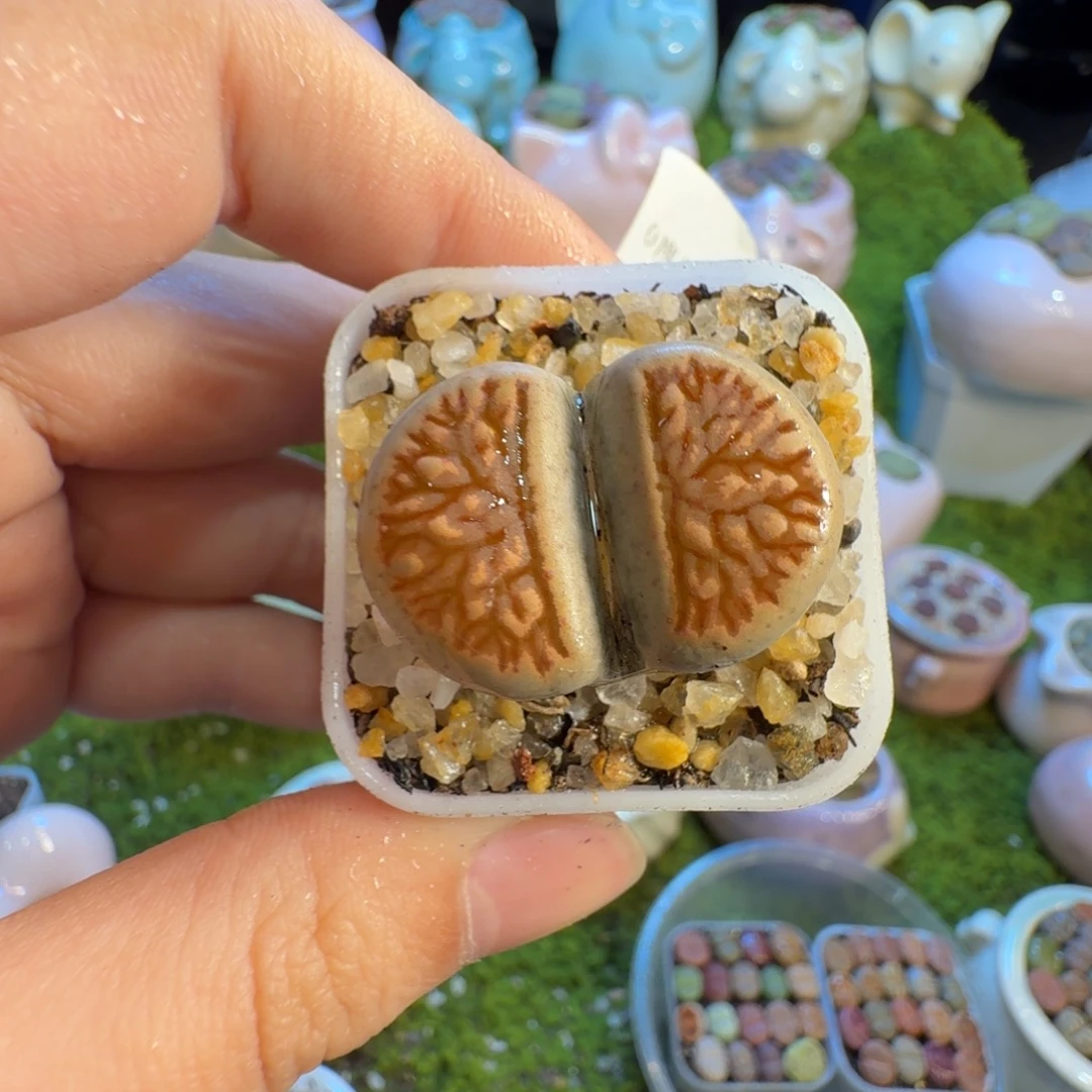 微***@多肉葡萄的季节1318