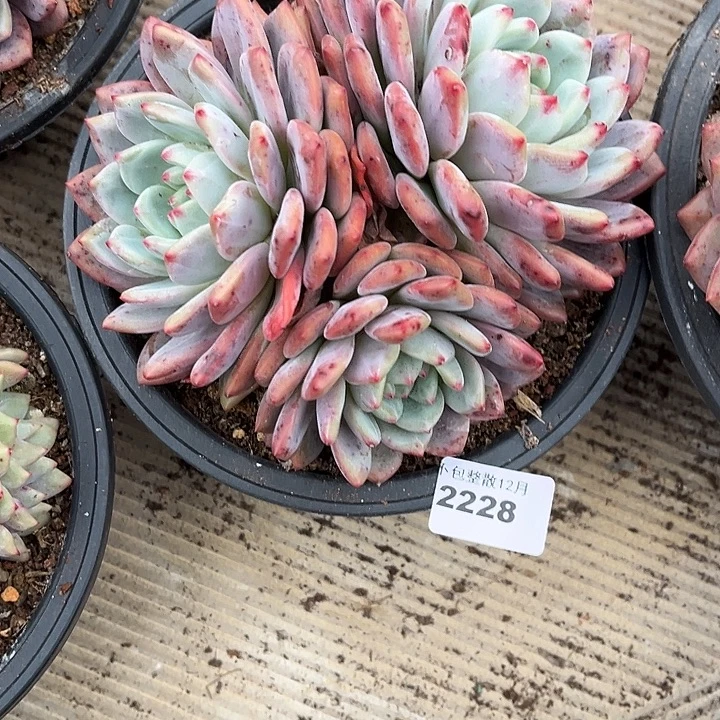 阿雅园艺。      2228爱丽儿