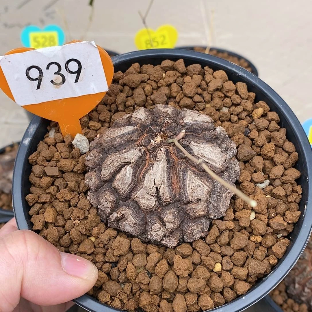 墨西哥龟甲龙龟甲龙