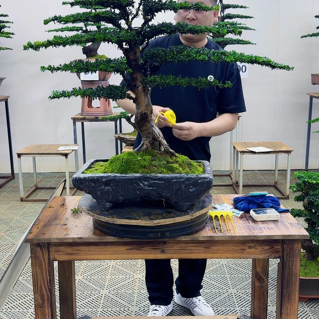无花朵珍珠罗汉松造型盆景
