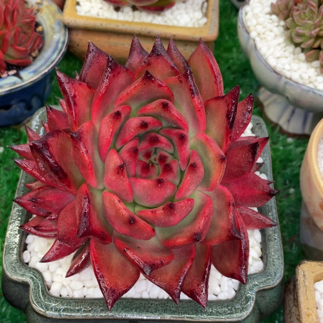 多肉植物盆栽多肉植物