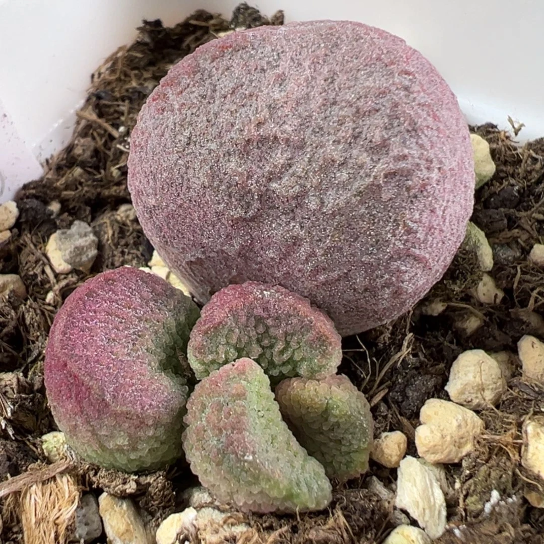 w红烧肉多肉植物水泡