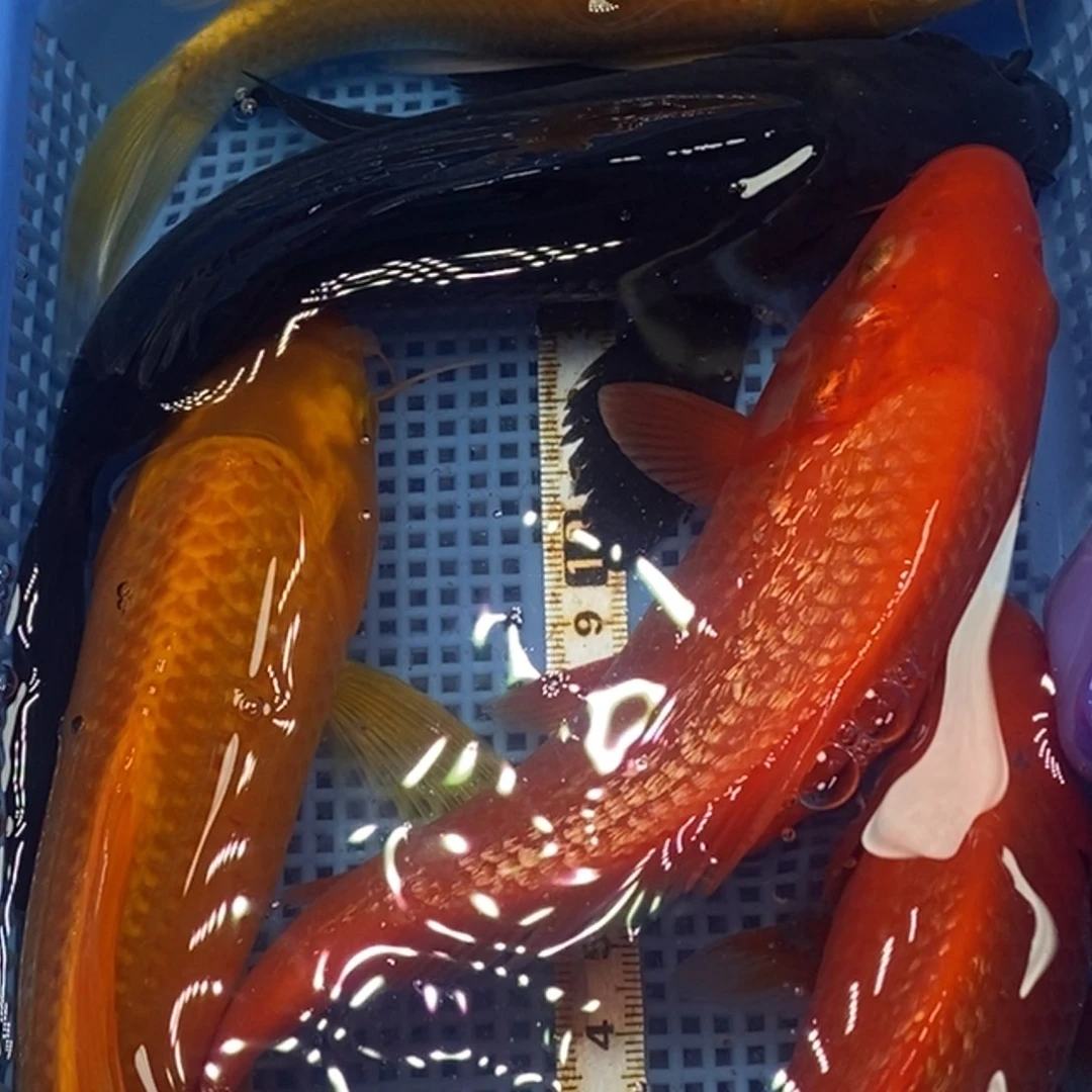 锦鲤冷水锦鲤包邮