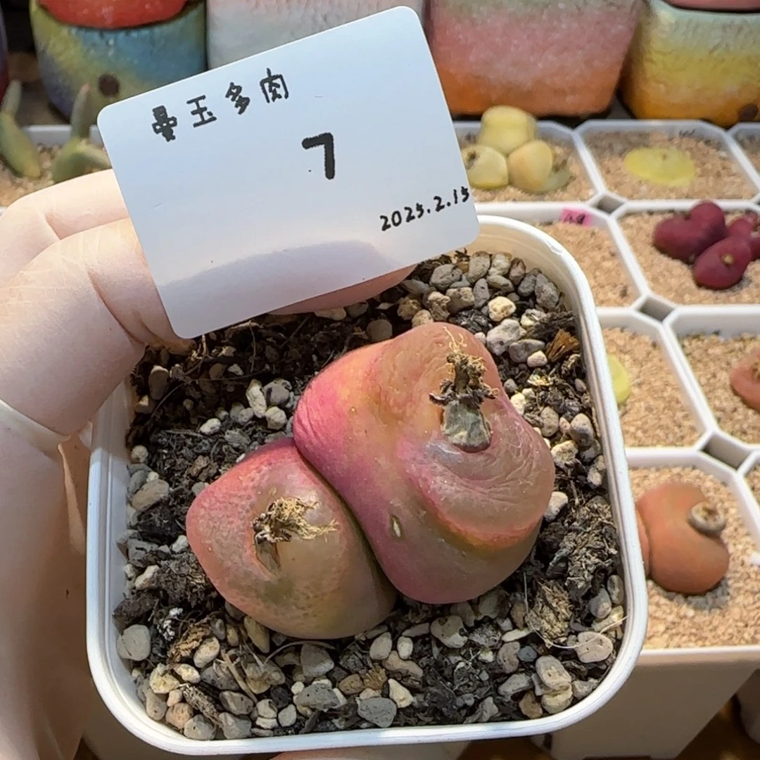 李*事多肉多肉多肉2.15-007