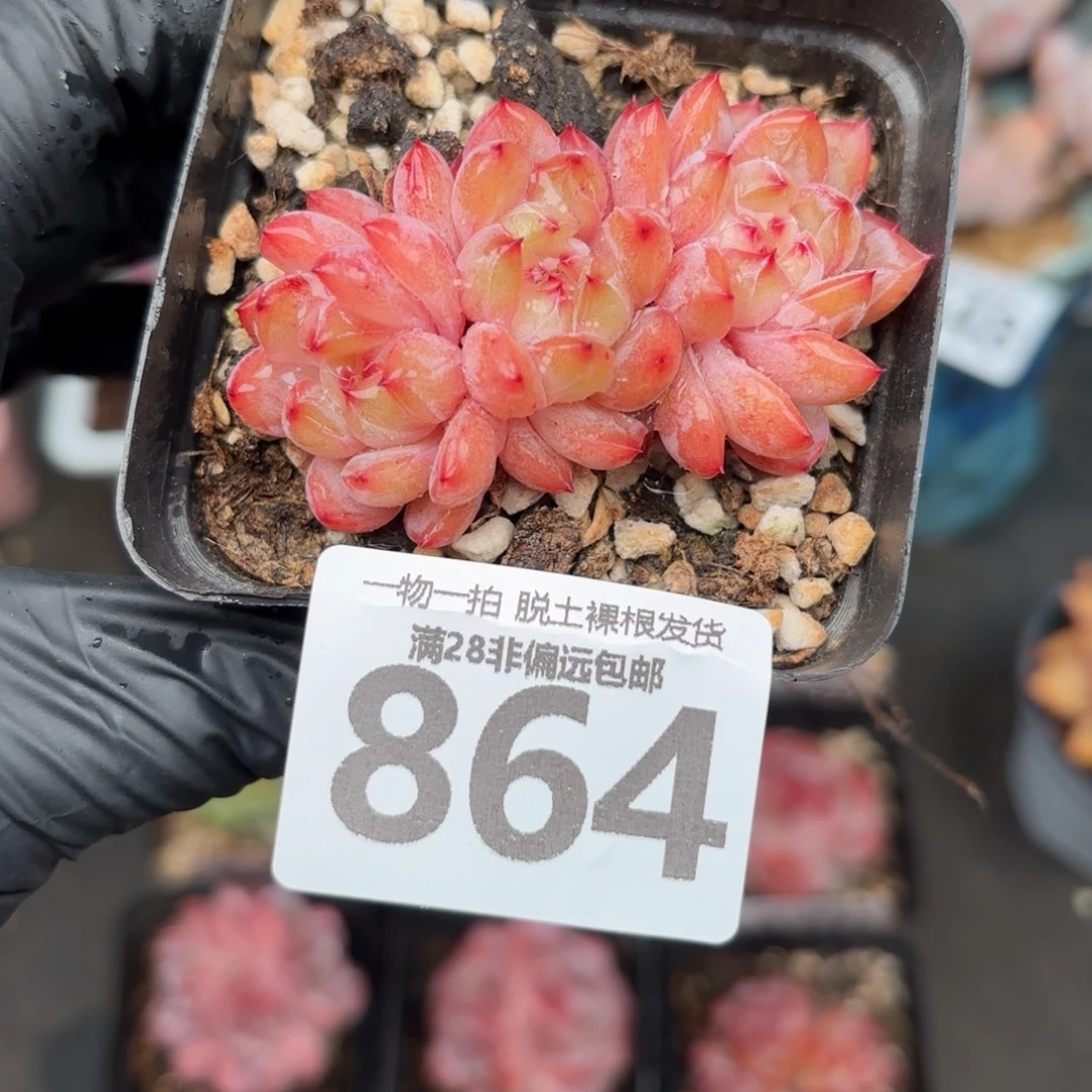糖爪多肉无盆土发货