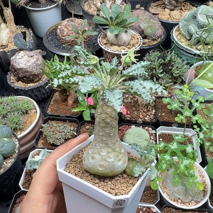 盘花琉桑 492 仙人球