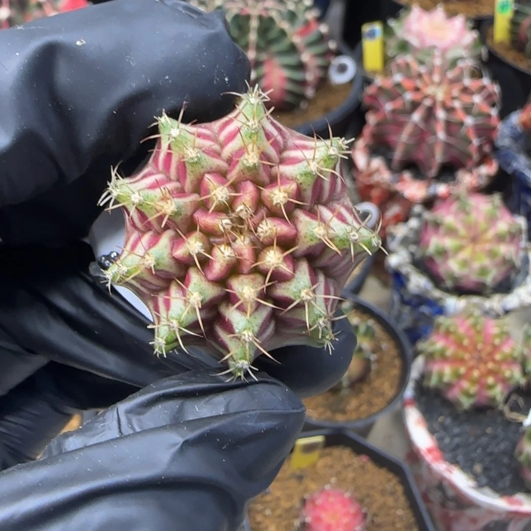 Red. Star泰系名品侧芽