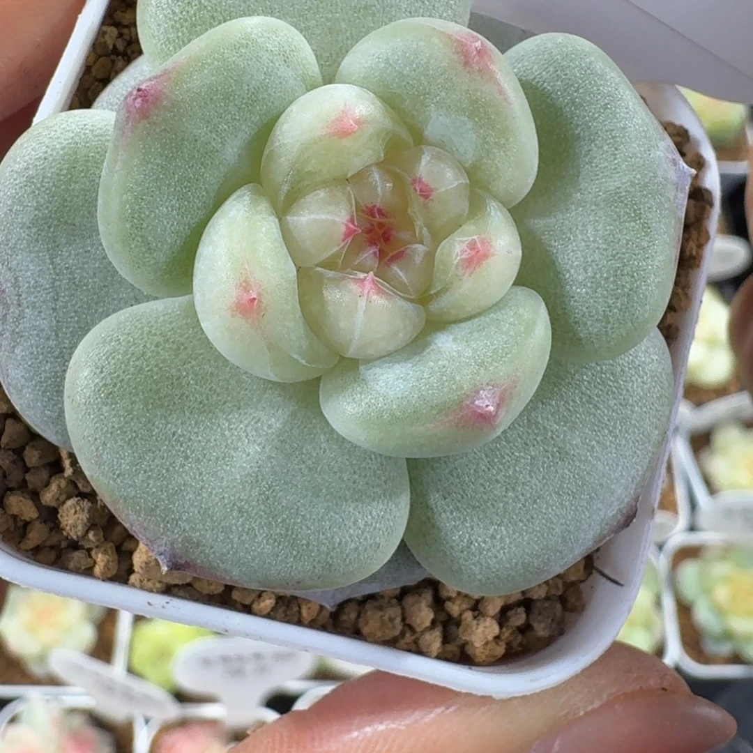 静***禧1202-41-芳草16单头