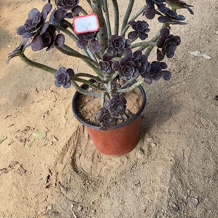 10，圆叶红酒杯有断头多肉法师