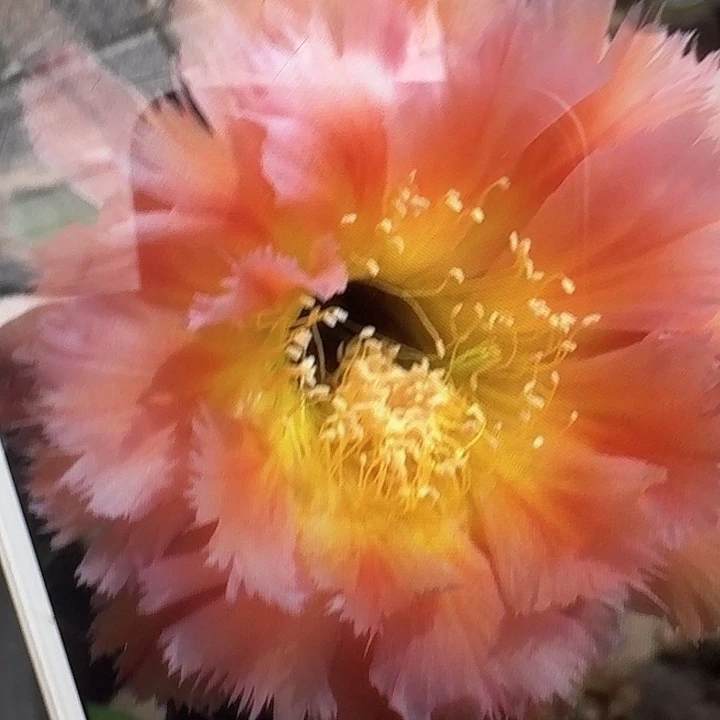 凤一侧芽4公分左右彩草
