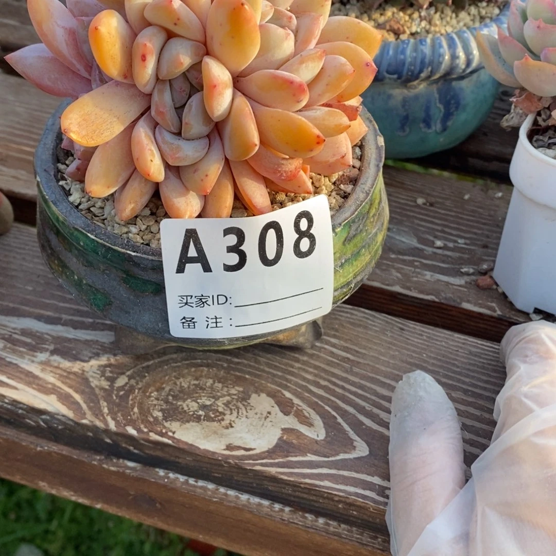 水****～多肉植物韩橙