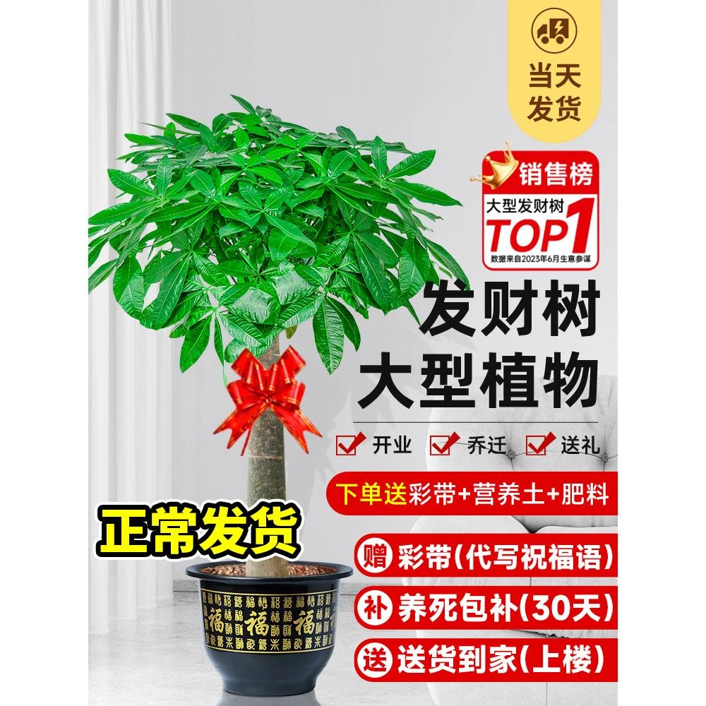 发财树盆栽大棵室内摆客厅大型步步高招财树绿植物办公室乔迁开业