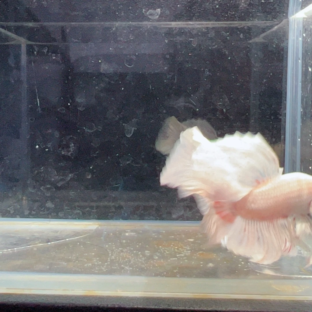 斗鱼浅色特殊尾hhhh