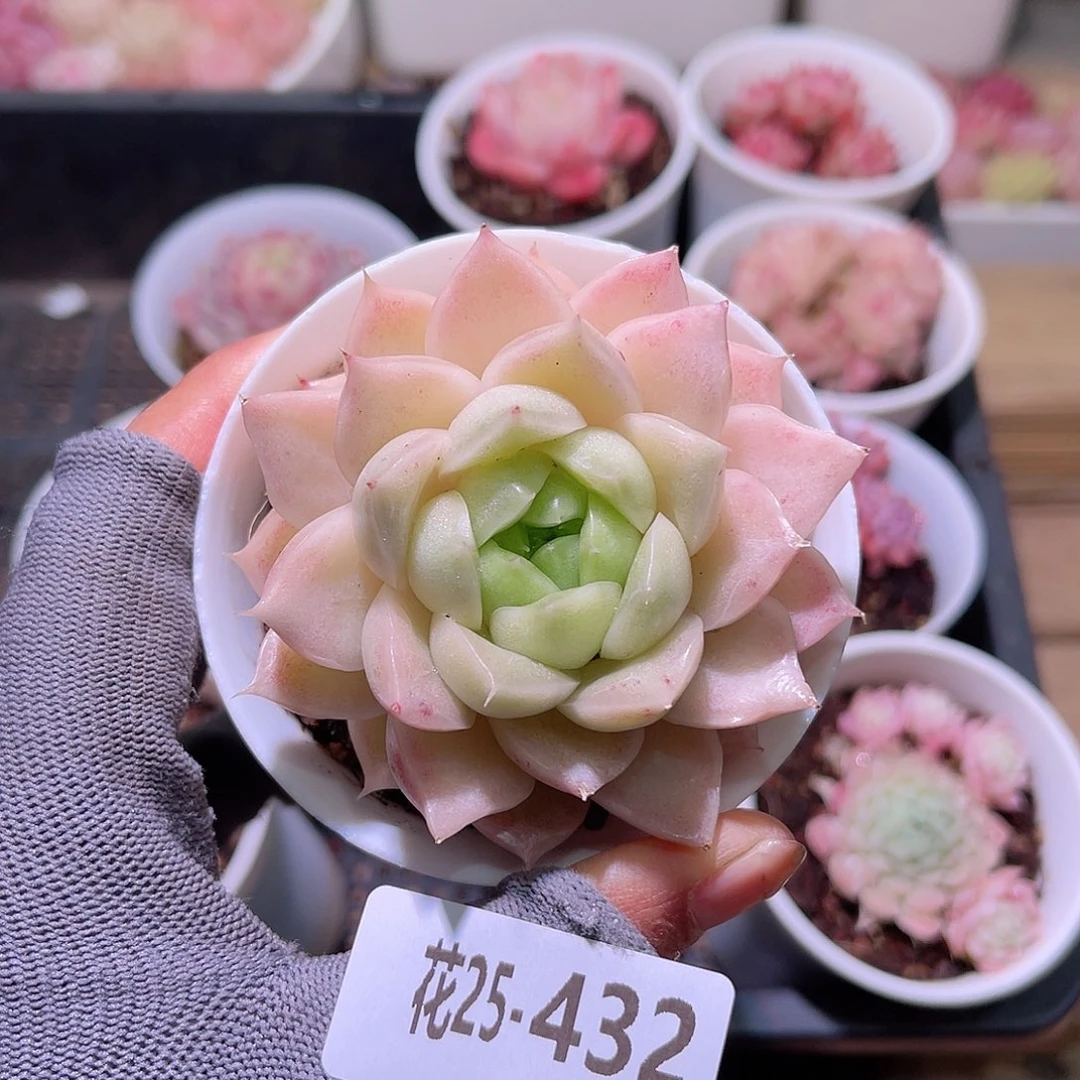 花25-432麦秆单头