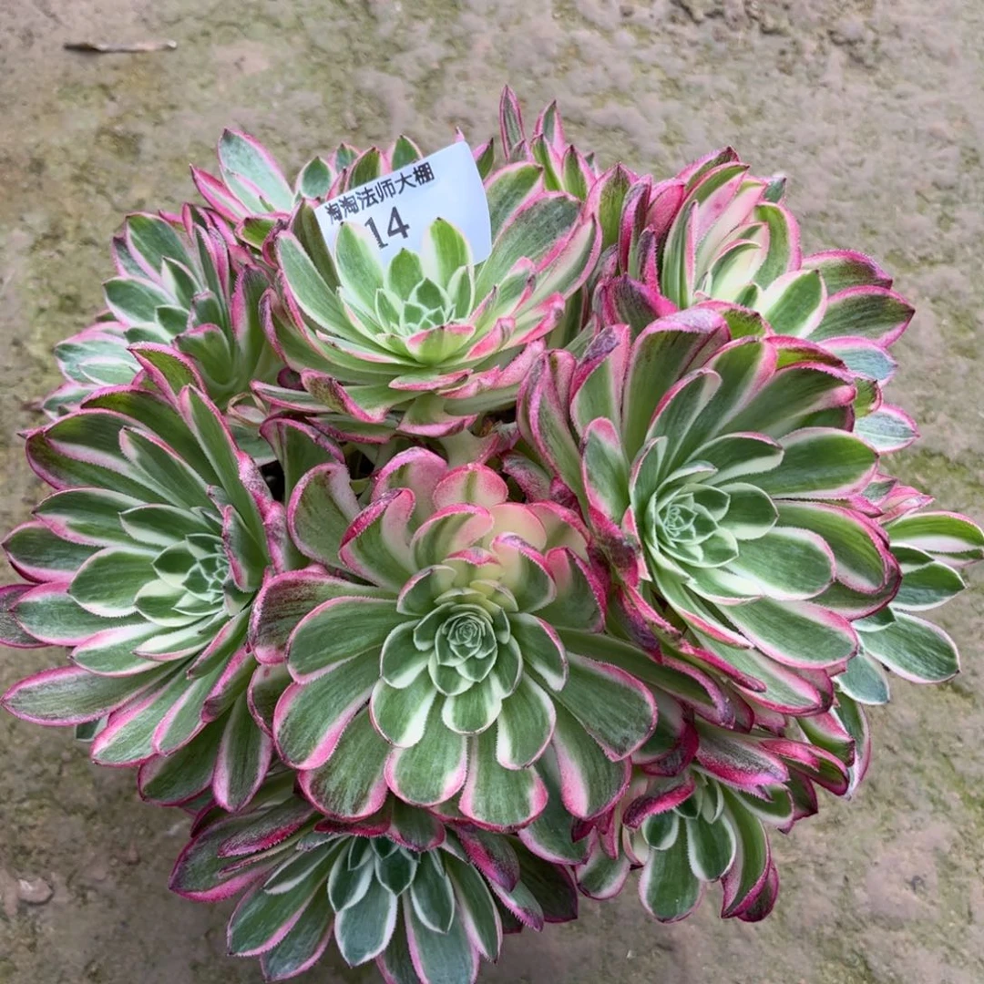 14海王特价多肉植物法师