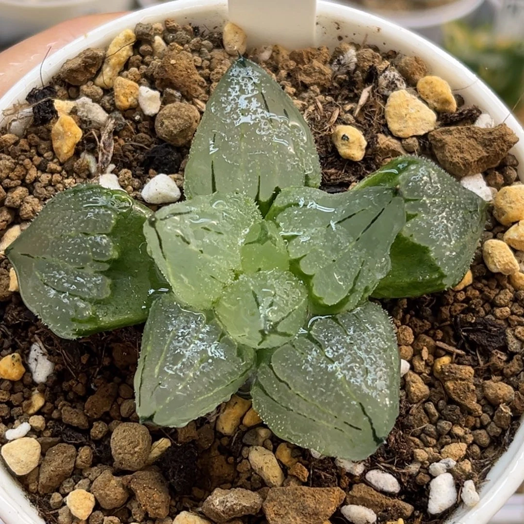 83冰鸾玉福利专场