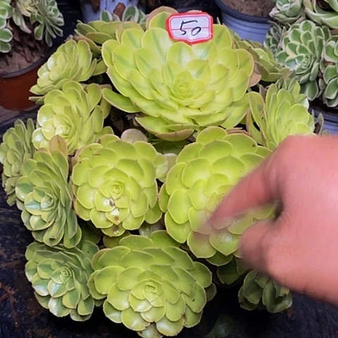 安****雨荷老桩捧花法师50号
