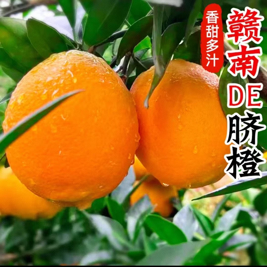 【顺丰次日达】正宗赣南脐橙净重 应季水果新鲜果径60+