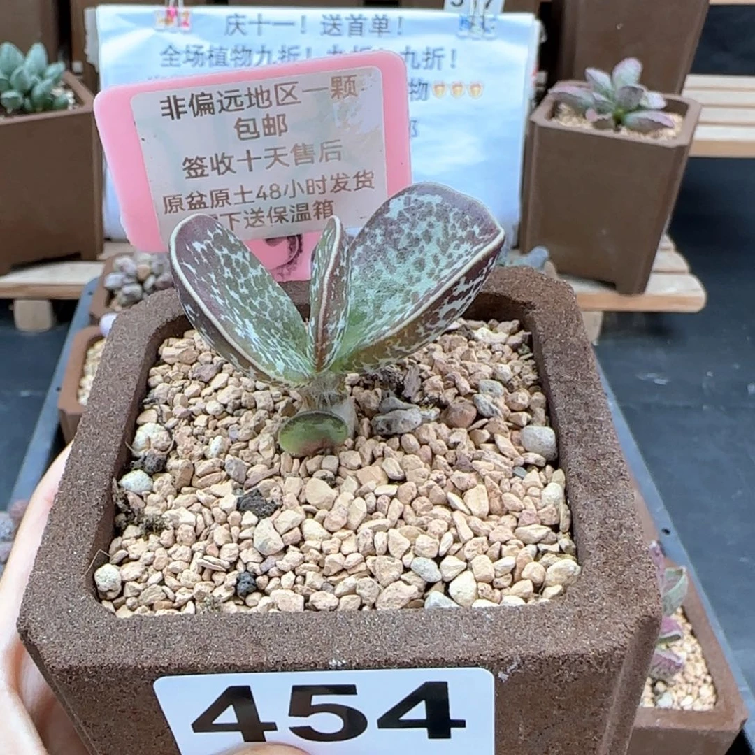 454蝴蝶多肉植物