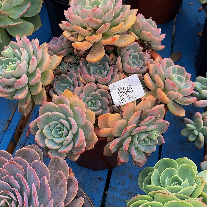 馥***花千山雪05045多肉多肉了